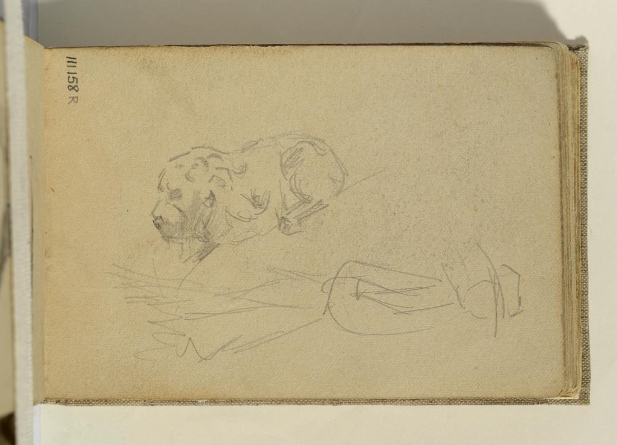 Gos ajagut i estudi de dona