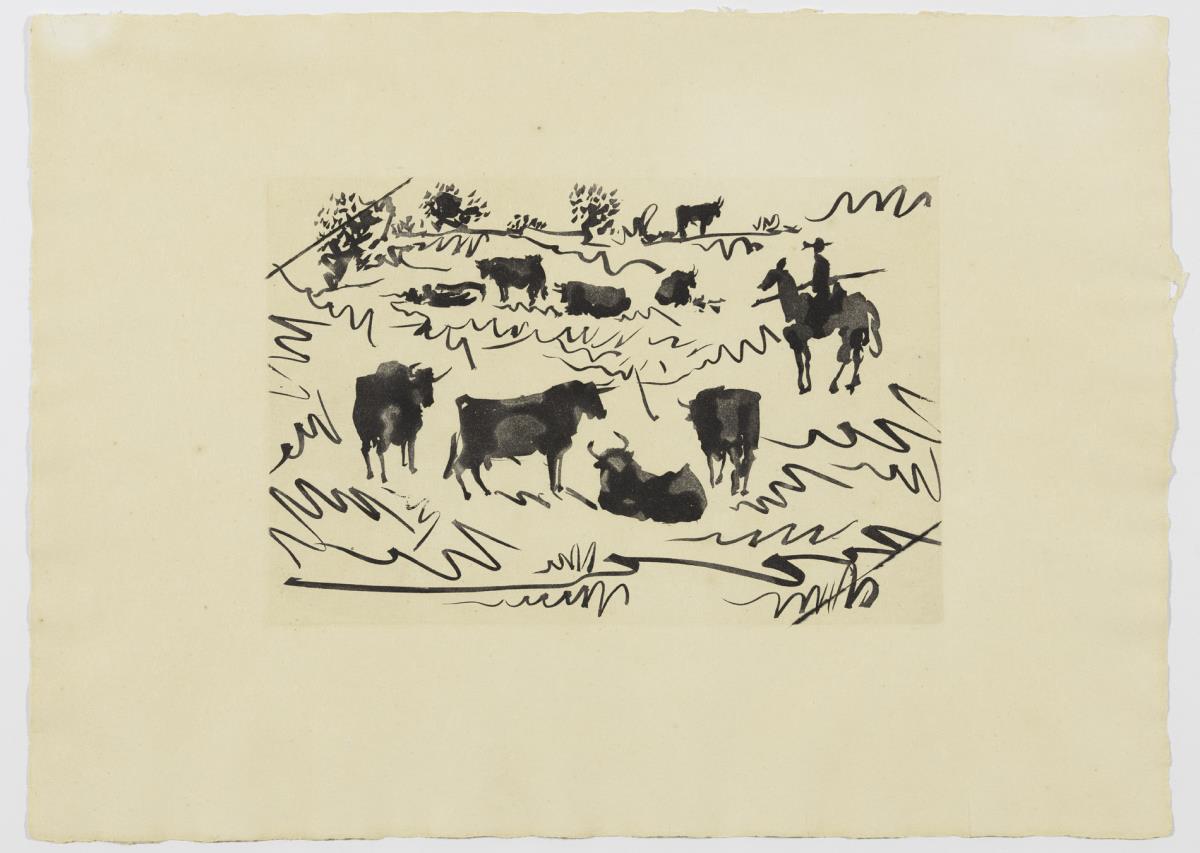 Bulls in the Field