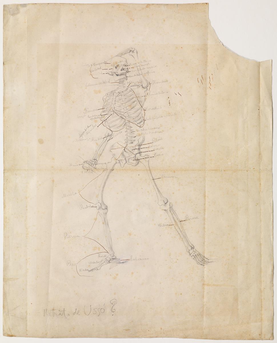 Estudio de anatomía