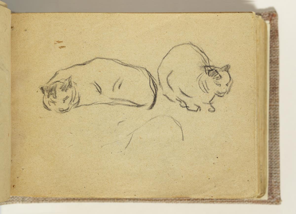 Gatos