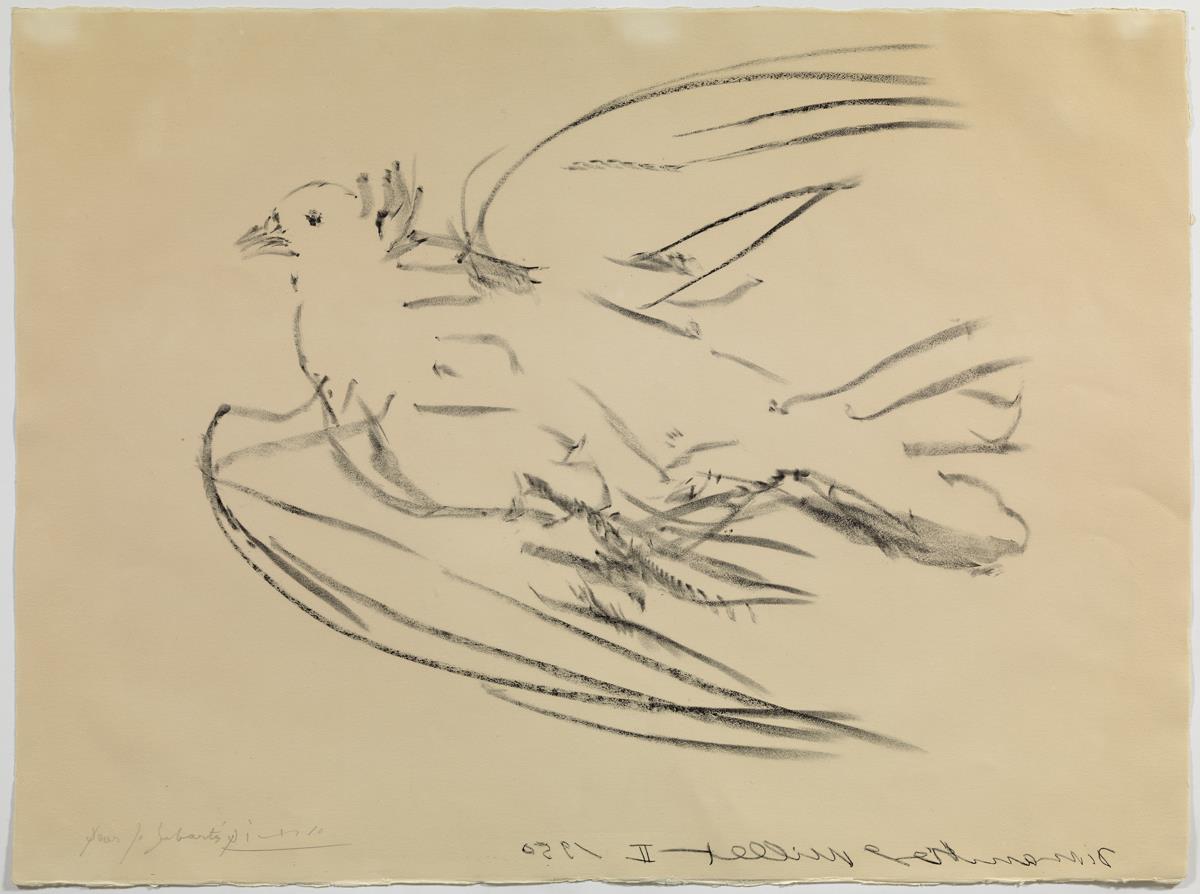 Paloma volando