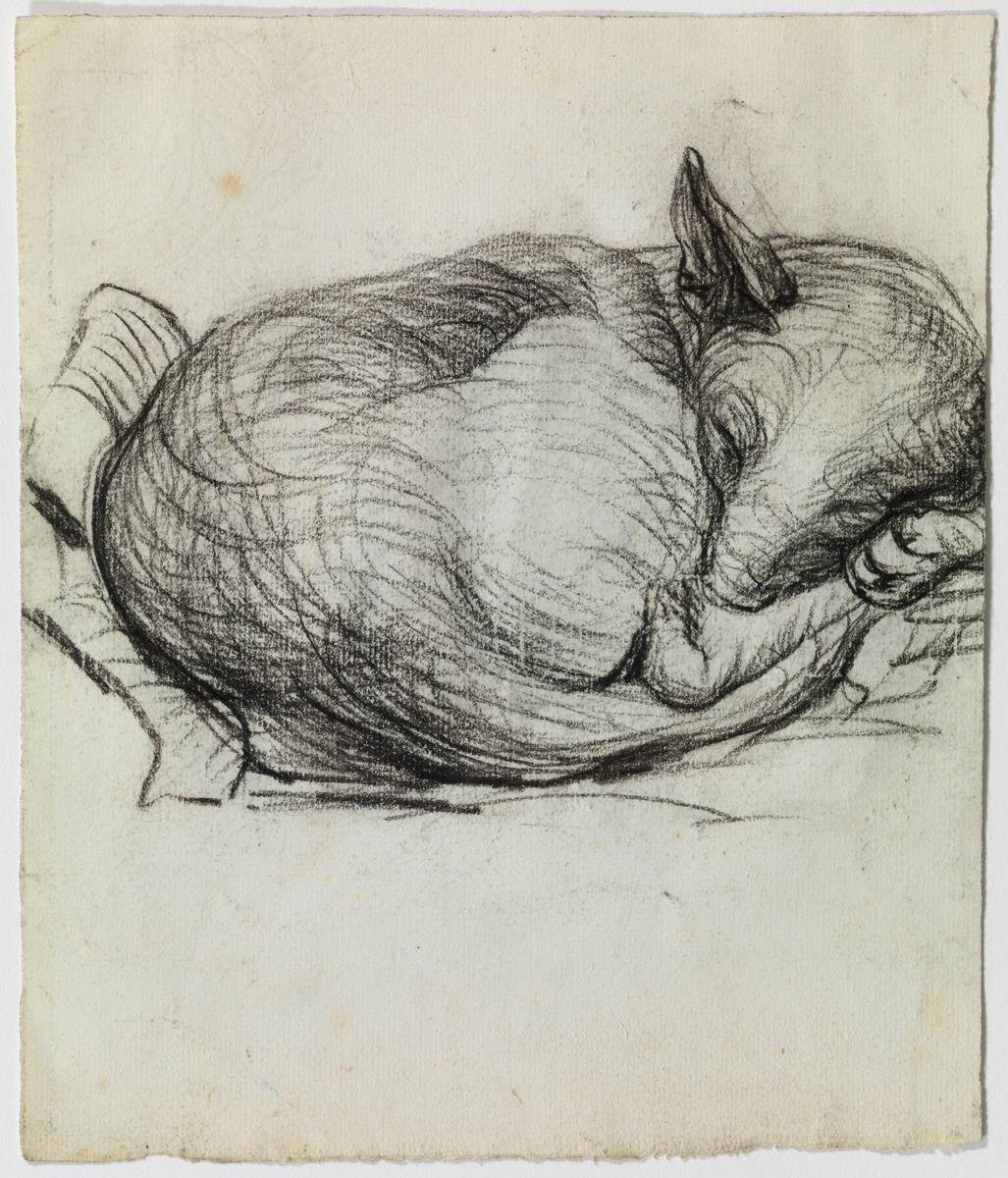 Perro durmiendo