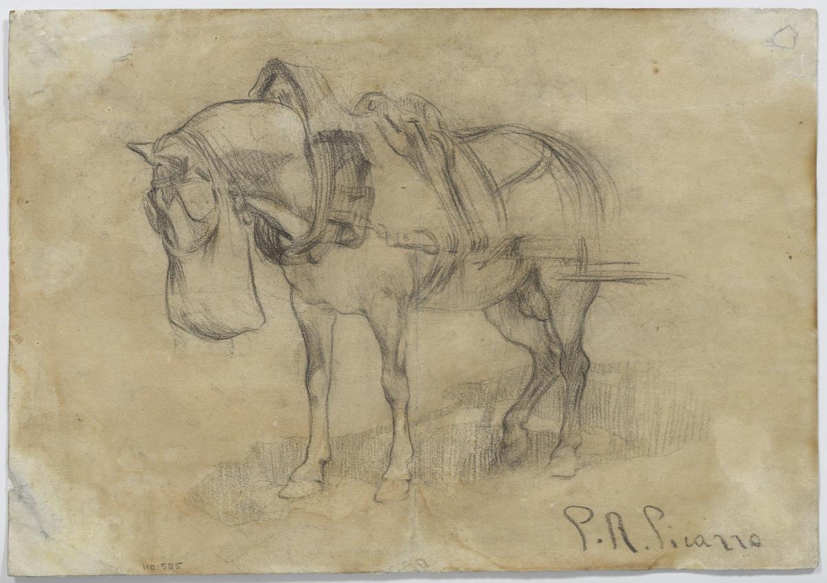 Horse Feeding
