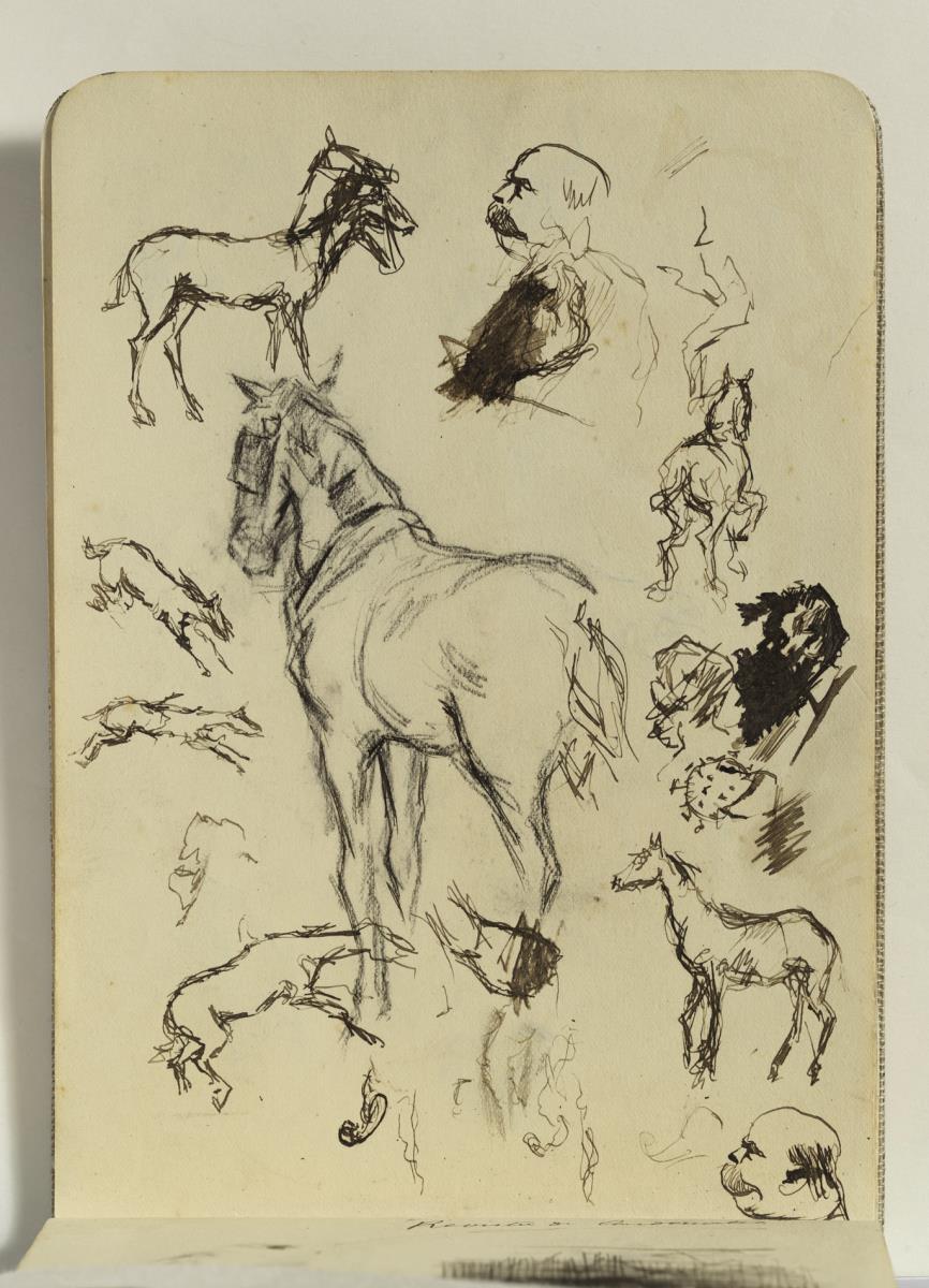 Estudio de caballos y cabezas