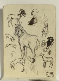 Estudio de caballos y cabezas
