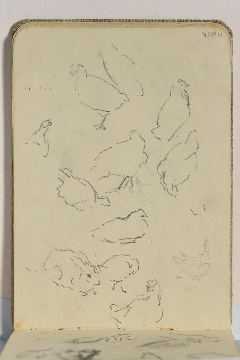 Estudio de gallinas y conejo