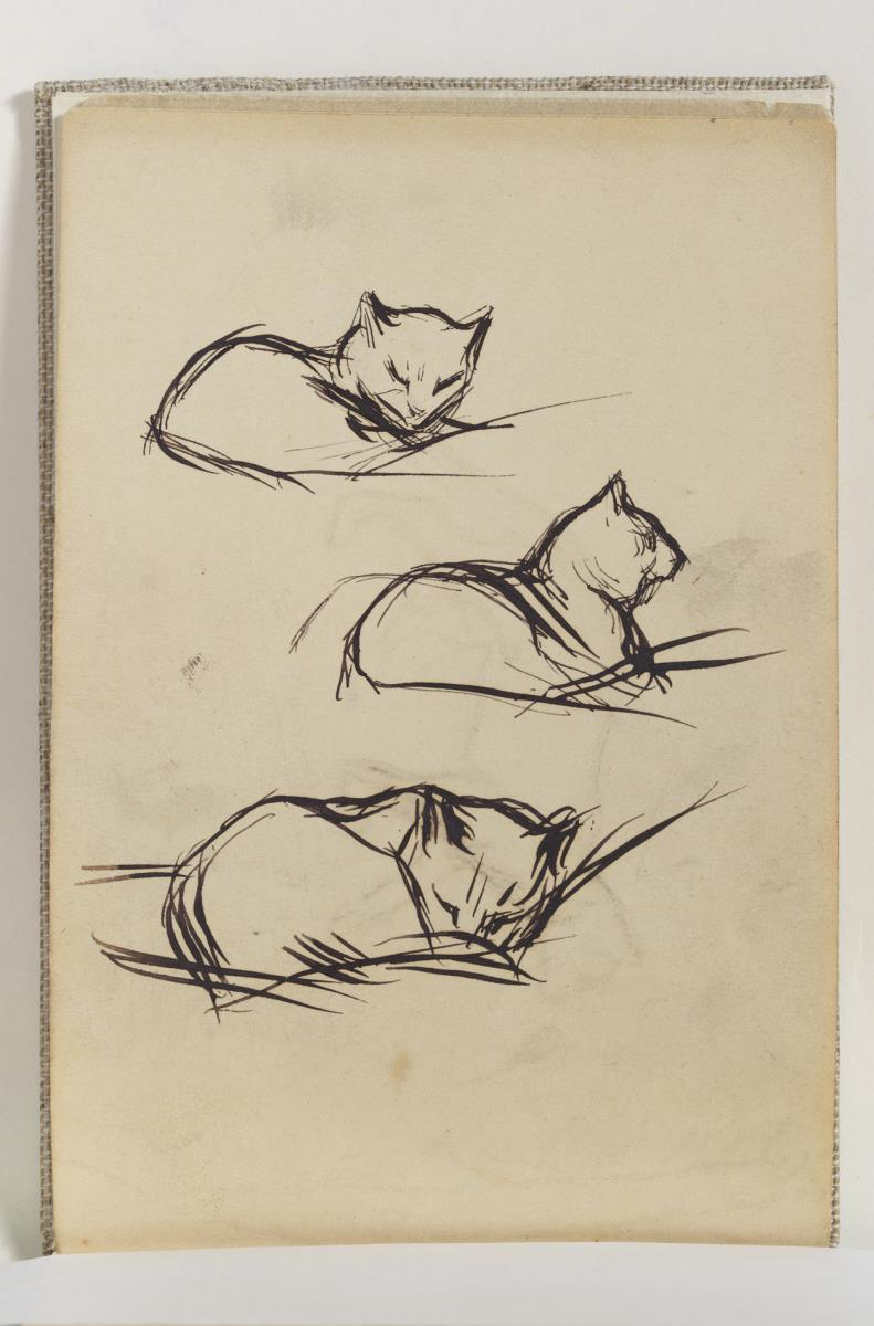 Estudio de gatos