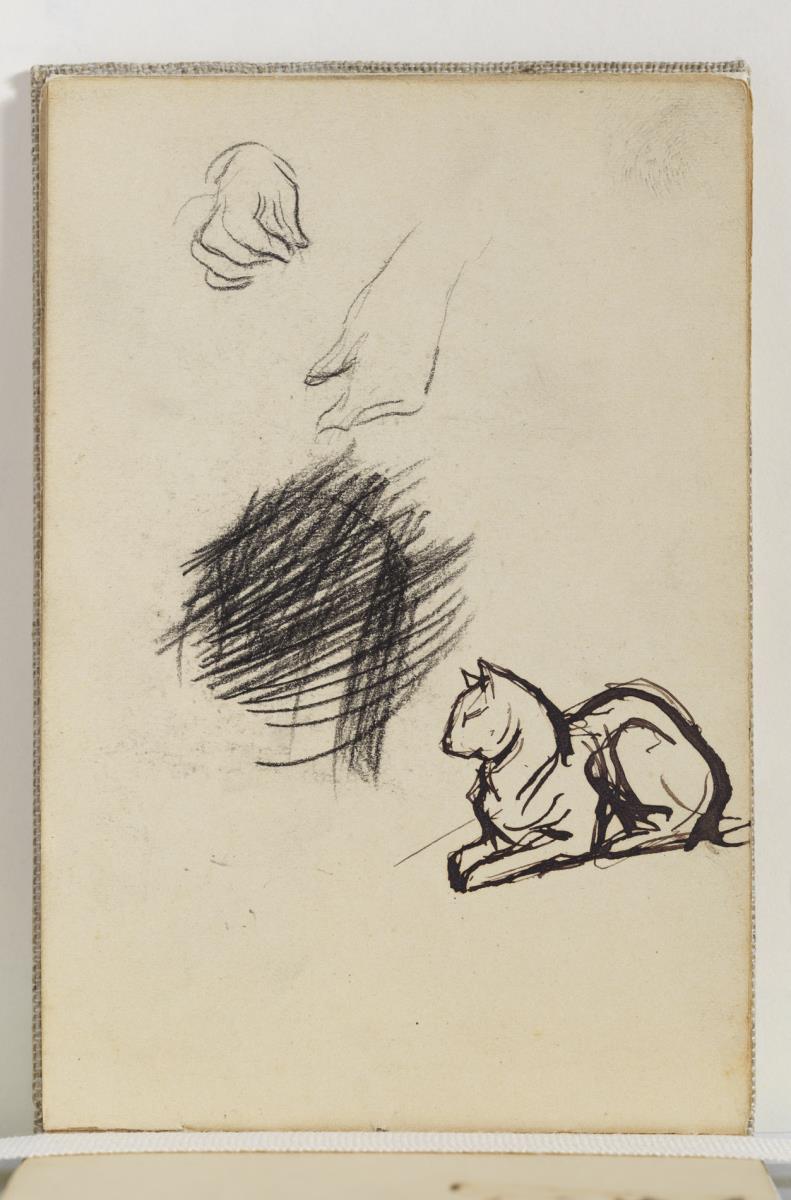 Estudio de gato y manos