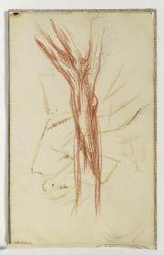 Estudi d'arbre