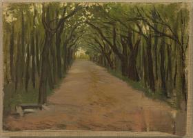 Camí entre arbres