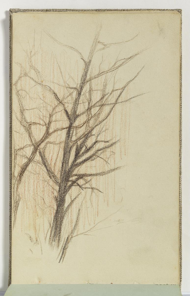 Estudi d'arbres