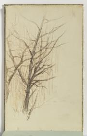 Estudi d'arbres
