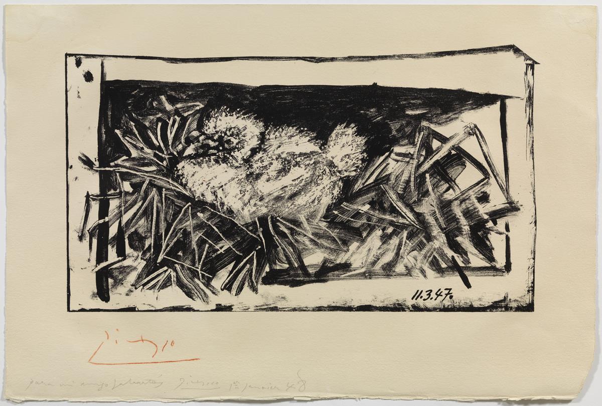 Young Pigeon in its Nest