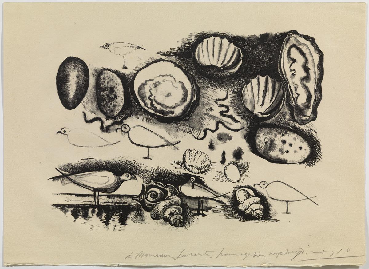 Shells and Birds