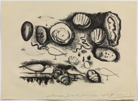 Shells and Birds