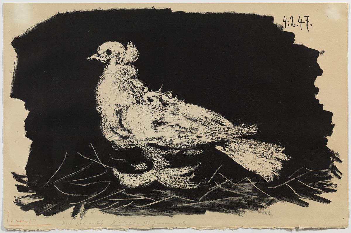 Paloma blanca sobre fondo negro