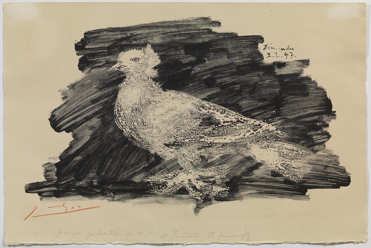 Paloma sobre fondo gris