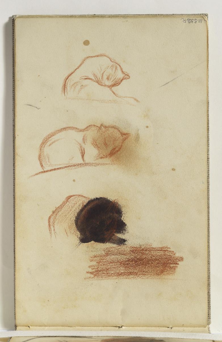 Estudio de gatos