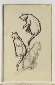Estudios de gato
