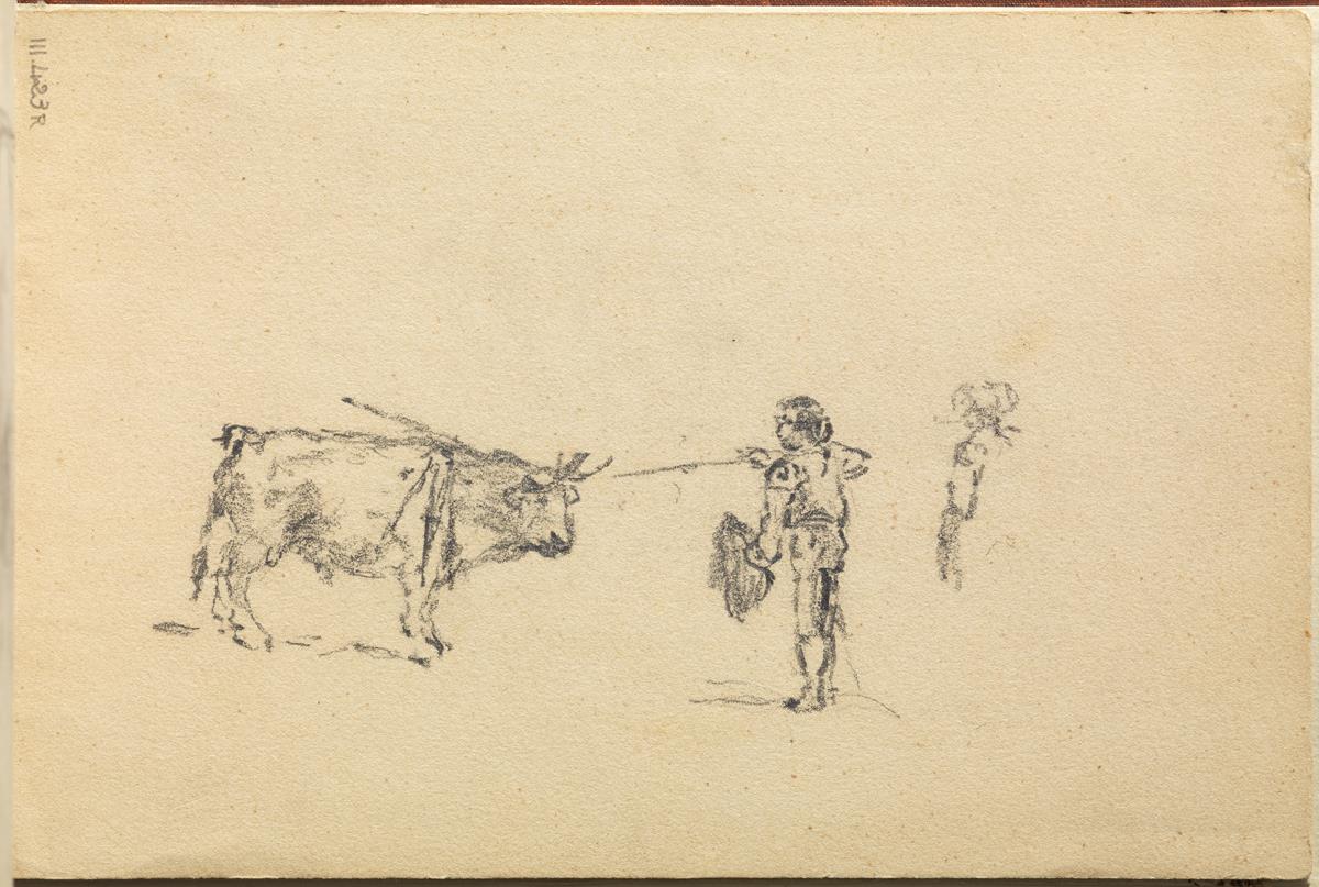 Bull and Bullfighters