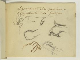 Study of Hands and Handwritten Annotations