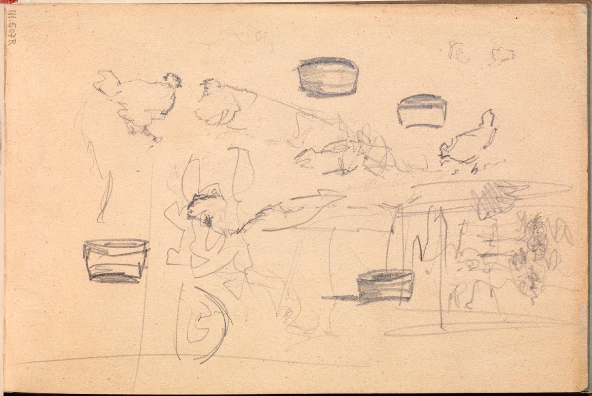 Gallinas y otros croquis