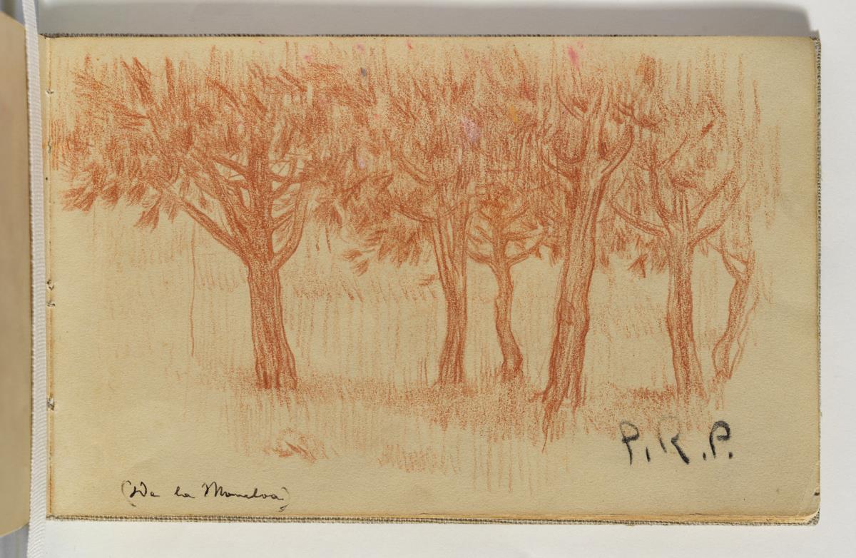 Arbres de la Moncloa