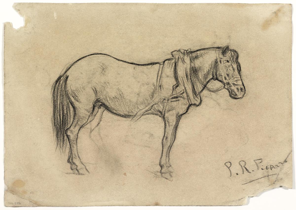 Horse Study