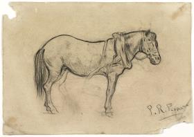 Estudio de caballo