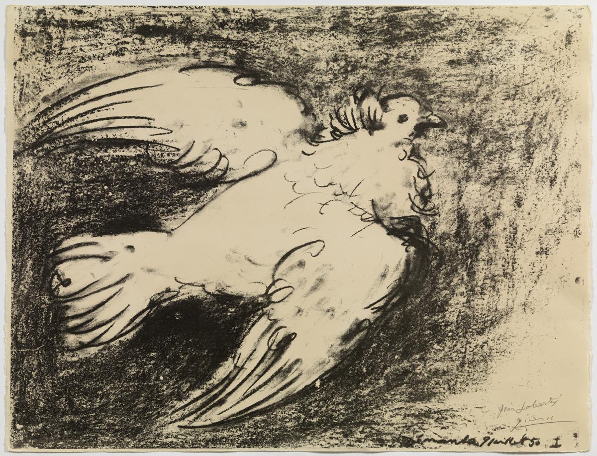 Colom volant, fons negre