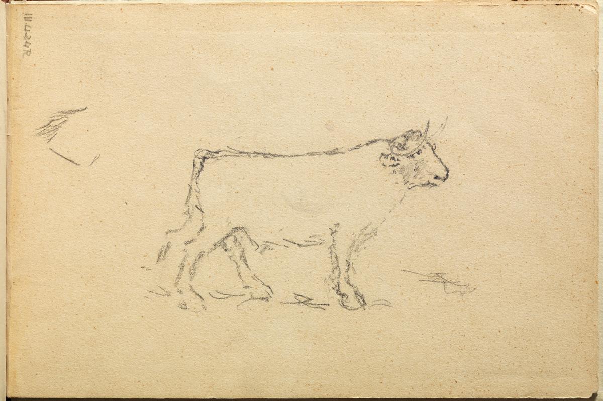 Toro