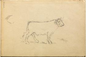 Toro