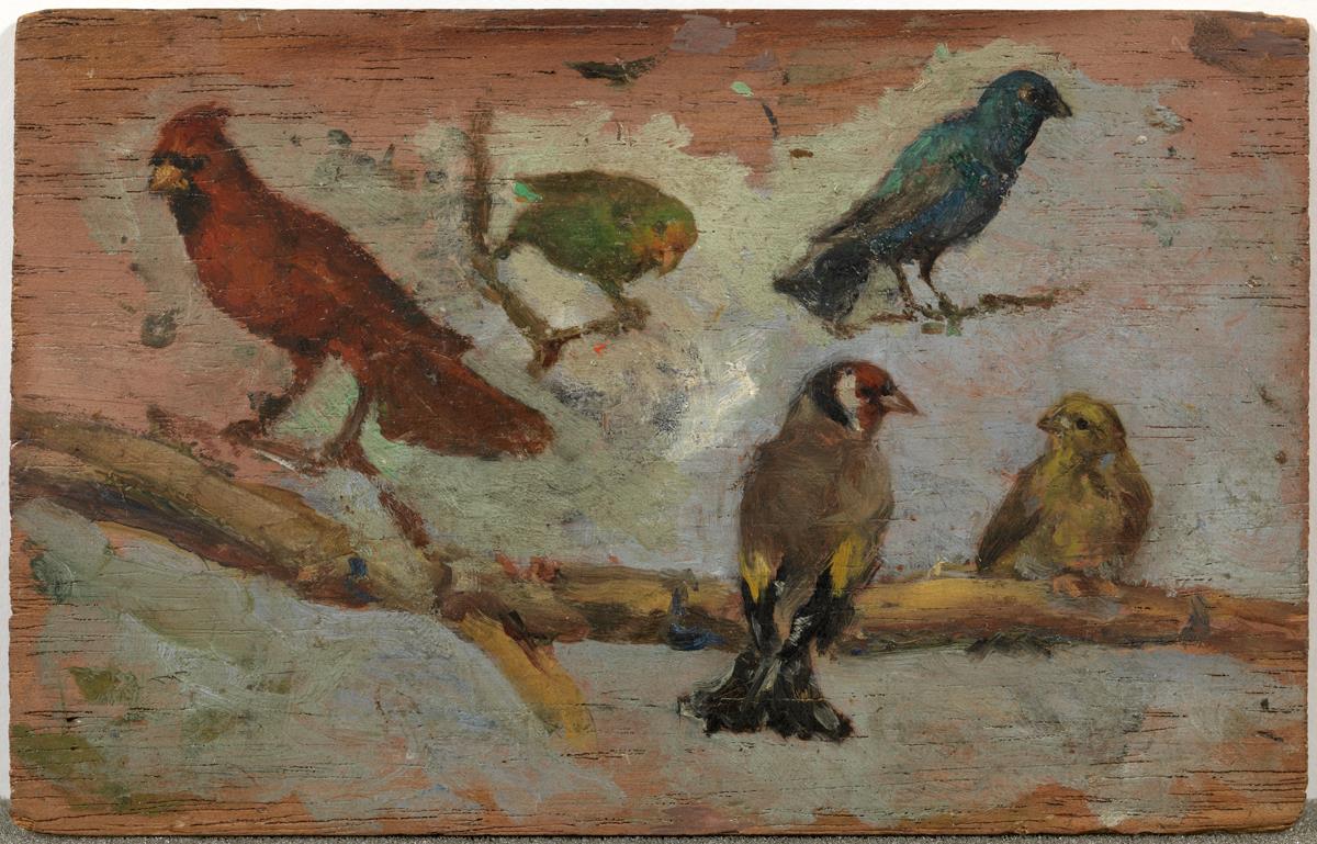 Pájaros
