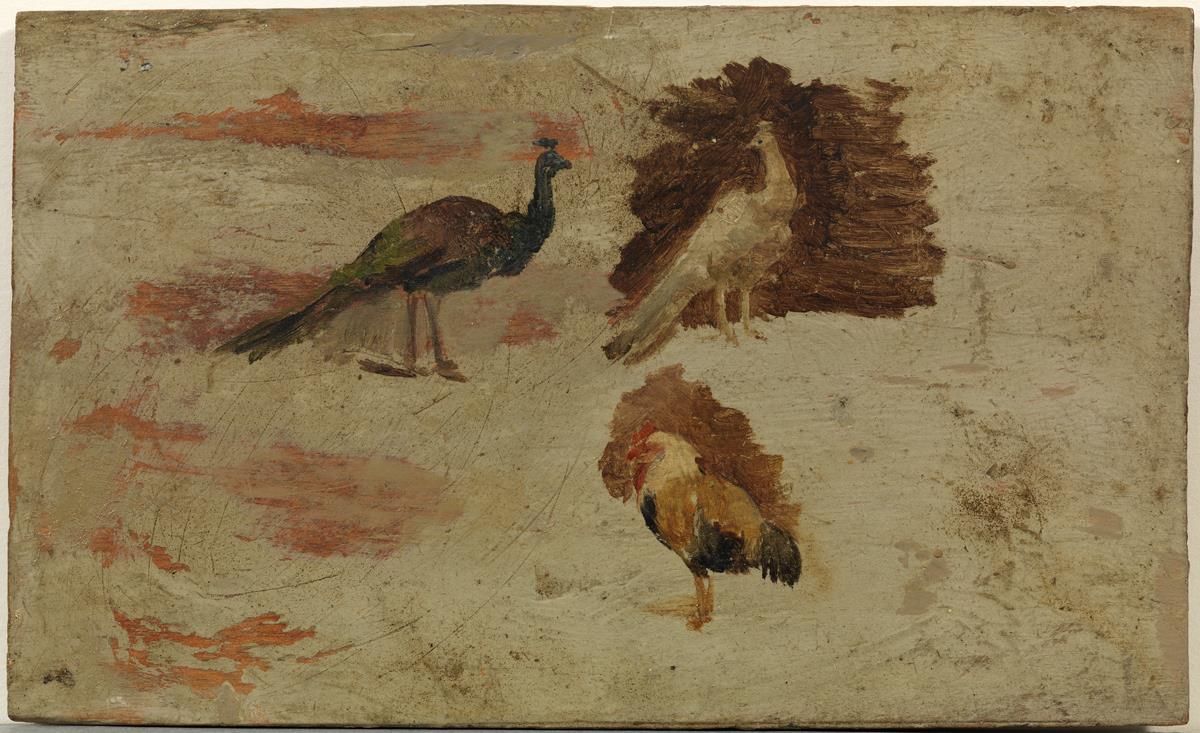 Pavos reales y gallo