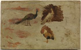 Pavos reales y gallo
