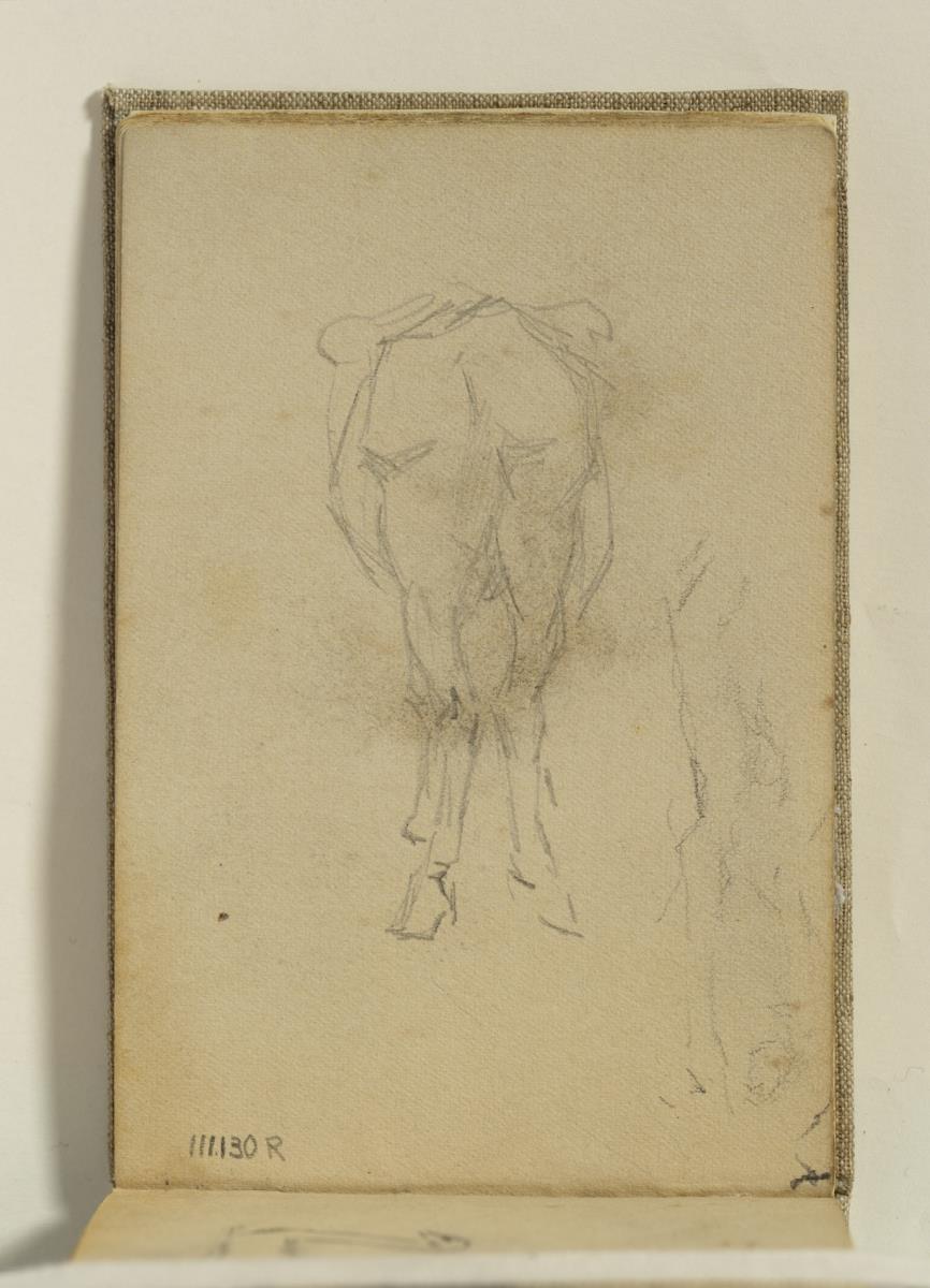 Estudi de gropa de cavall