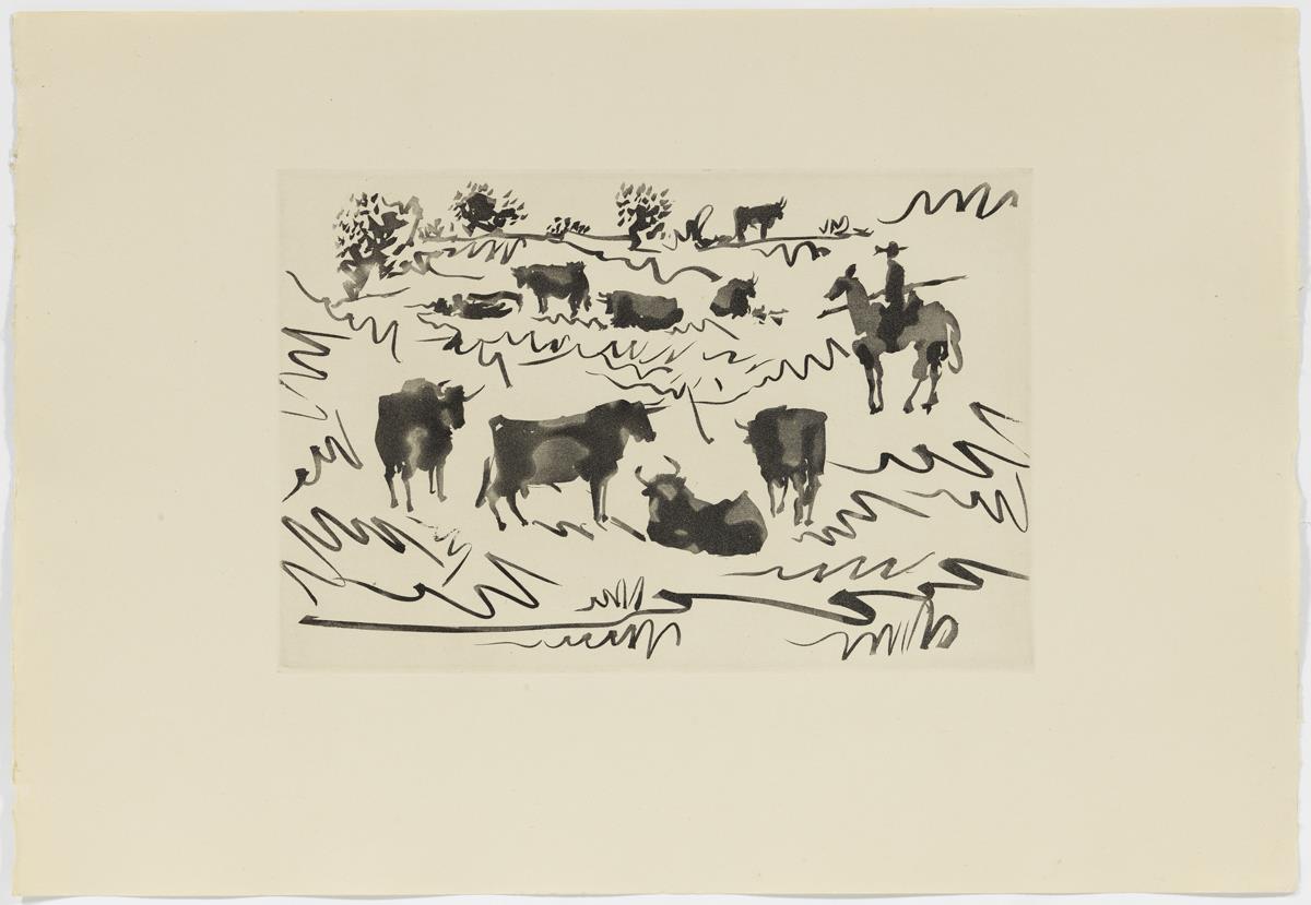 Toros en el campo