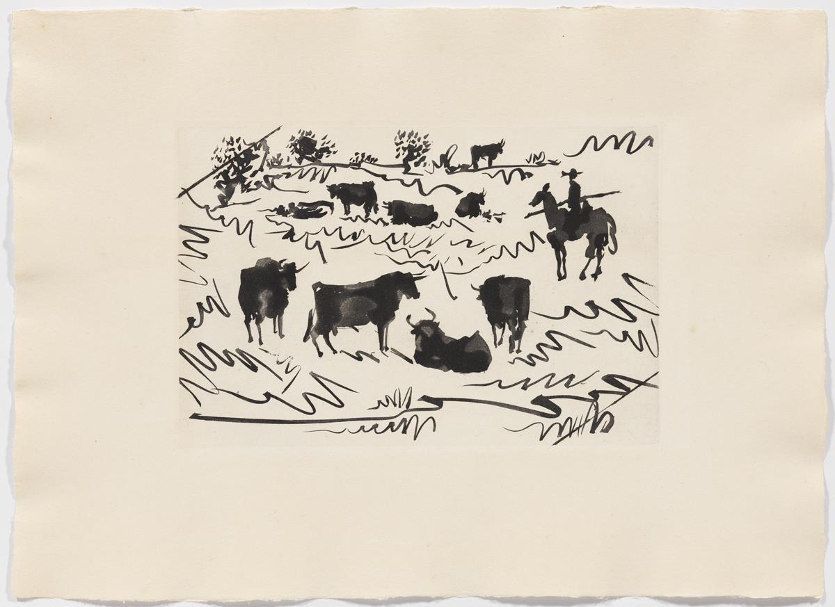 Toros en el campo